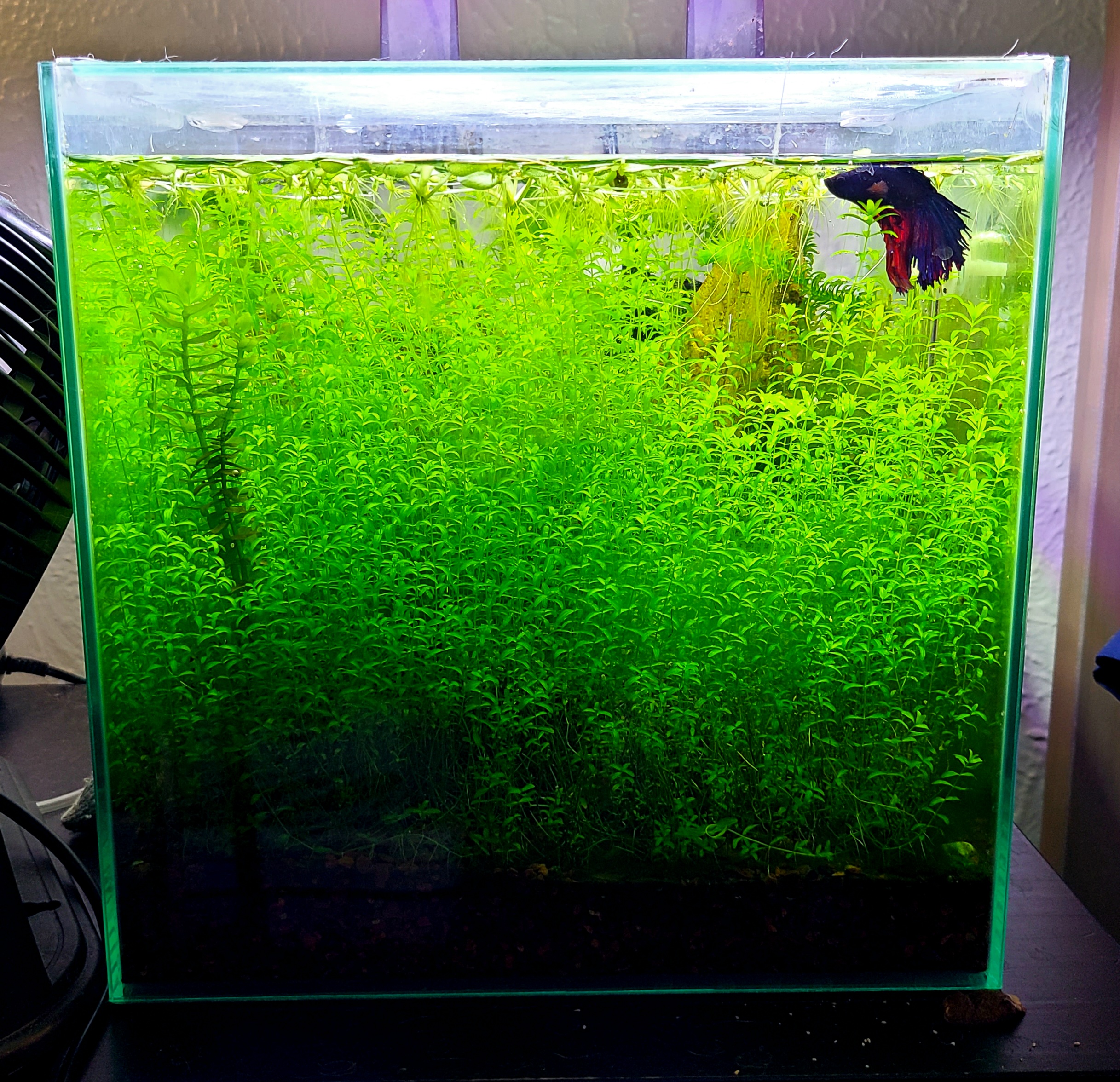 Overgrown pearl grass in need of a trim in the betta tank