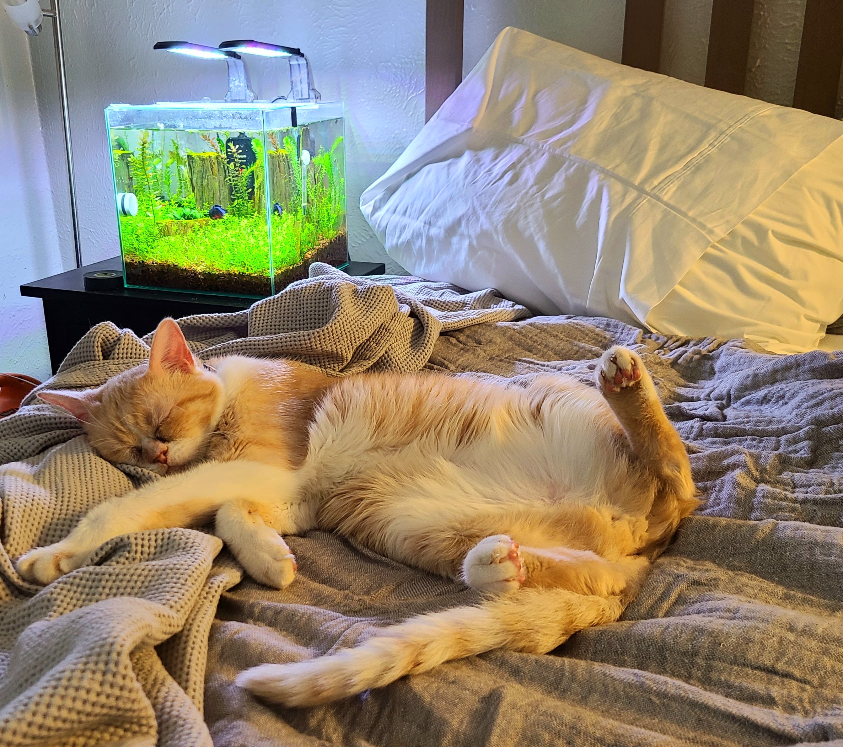 it's a lazy cat fish kinda day