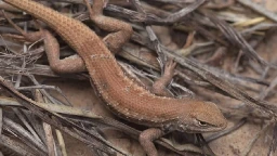 Texas AG Ken Paxton files suit against Biden administration for classifying West Texas lizard as endangered